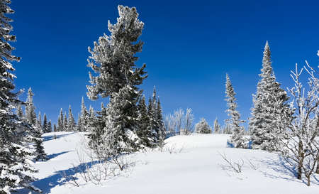 winter landscape white trees covered with snow in frosty forestの写真素材