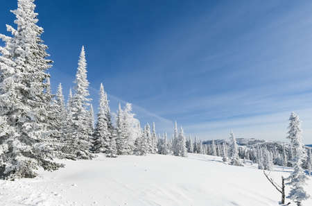 beautiful winter landscape spruce snow covered sunny weatherの写真素材