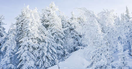 beautiful winter landscape spruce snow covered sunny weatherの写真素材
