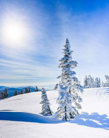 beautiful winter landscape spruce snow covered sunny weatherの写真素材