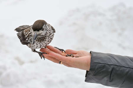 motley bird nutcracker takes nuts from his handの写真素材