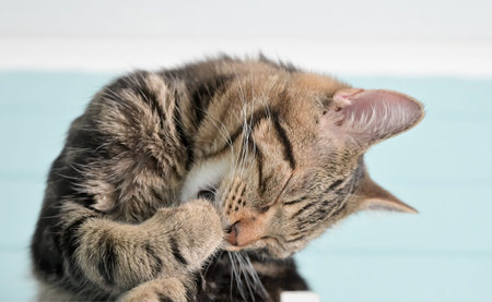 portrait of a young gray striped cat sitting