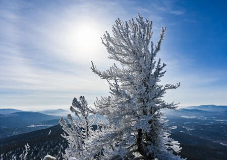beautiful winter landscape pine trees in the snow against the backdrop of the back sunの写真素材