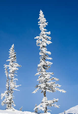 beautiful winter landscape spruce snow covered sunny weatherの写真素材