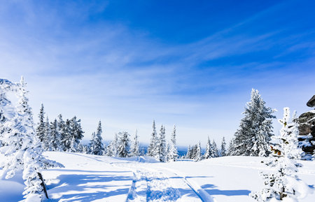 beautiful winter landscape spruce snow covered sunny weatherの写真素材