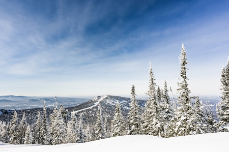 beautiful winter landscape spruce snow covered sunny weatherの写真素材