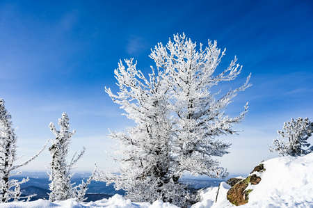 beautiful winter landscape spruce snow covered sunny weatherの写真素材