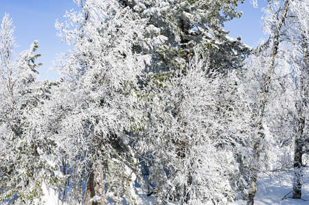beautiful winter landscape spruce snow covered sunny weatherの写真素材