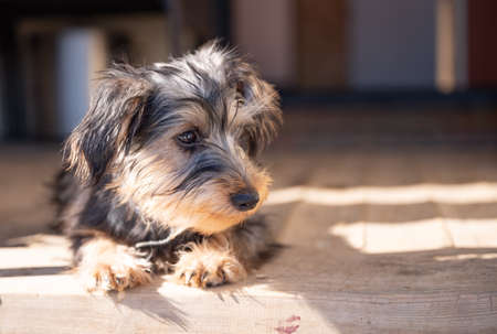 Small puppy yorkshire a terrier curiousの写真素材