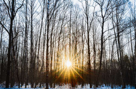 early spring thawed snow dawn in the forest through the treesの写真素材