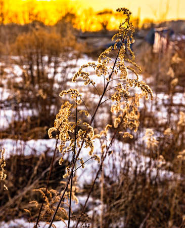 last year's dry plant on the background of sunset in springの写真素材