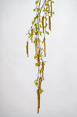 Spring blossoms tree birch with young green leavesの写真素材