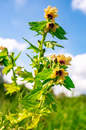 wild-growing poisonous herb Hyoscyamusの写真素材