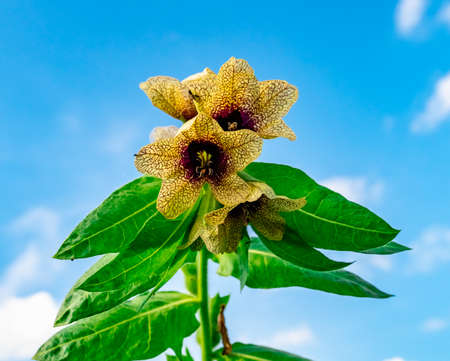 wild-growing poisonous herb Hyoscyamusの写真素材