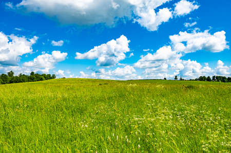 landscape field meadow with green grass in summer on a sunny dayの写真素材