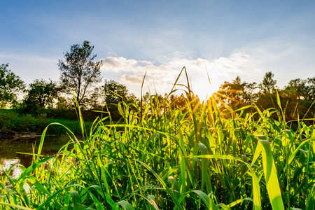 sunset on the river in summer green grass sun rays through tree branchesの写真素材