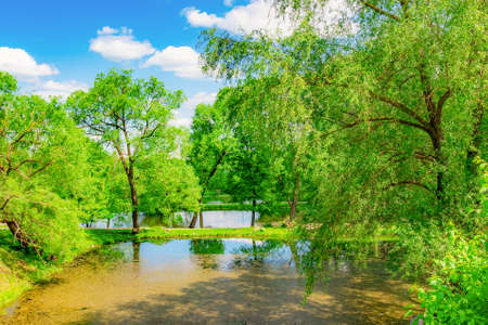 Pond covered with mud in the park with a tree on a background of blue skyの写真素材