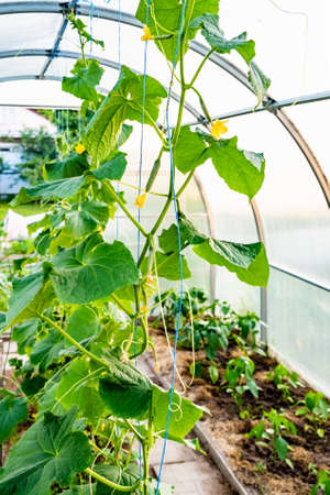 arched greenhouse with tomato seedlingsの写真素材
