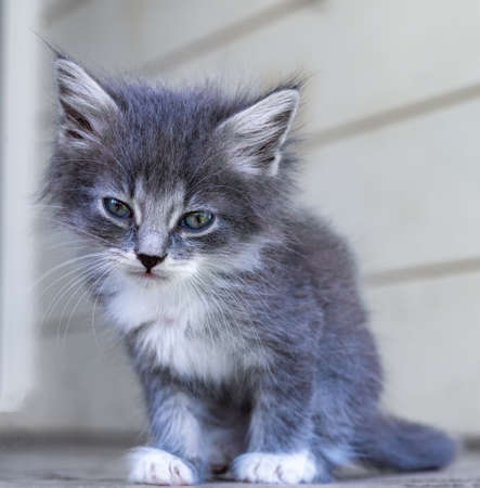 funny little white kitten with blue eyesの写真素材
