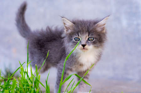 funny little white kitten with blue eyesの写真素材
