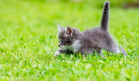 funny little white kitten with blue eyesの写真素材