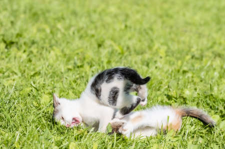 two little kittens play outdoors on a green lawnの写真素材