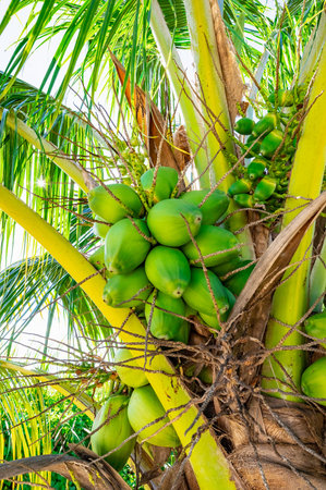 tropical climate green palm with coconut fruits in the sun