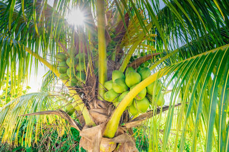 tropical climate green palm with coconut fruits in the sunの写真素材