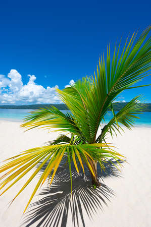 white sand paradise beach bokardi island samana bay with palmの写真素材