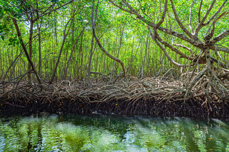 tropical mangrove forest on the caribbean coast in the Dominican republicの写真素材