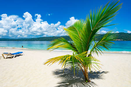 white sand paradise beach bokardi island samana bay with palmの写真素材