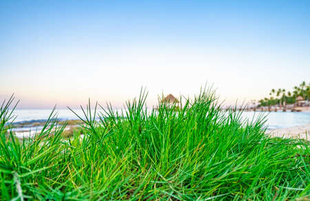 seascape green grass by the ocean on the beach shorelineの写真素材
