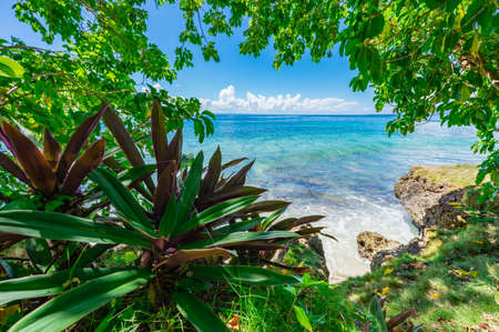 palm tree alley way leading to the seaの写真素材