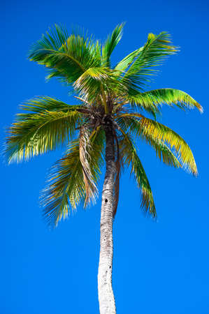 palm tree against the sky from the bottom upの写真素材