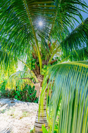 tropical climate green palm with coconut fruits in the sunの写真素材