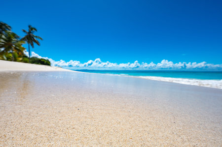 sunny summer landscape waterfront seashore overlooking the palm tree Palm Ocean Sky Paradiseの写真素材