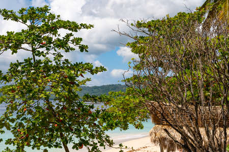 palm tree alley way leading to the seaの写真素材