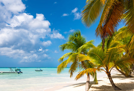 coast beach caribbean calm water with palm tree dominican view