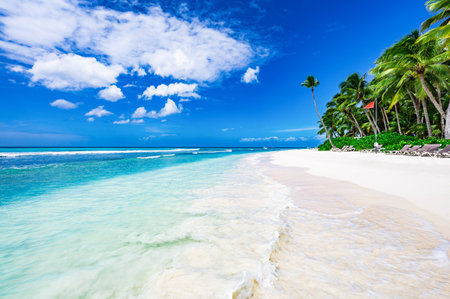 coast beach caribbean calm water with palm tree dominican viewの写真素材