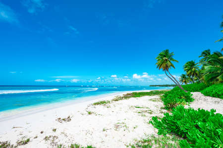 coast beach caribbean calm water with palm tree dominican viewの写真素材