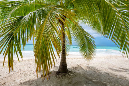 coast beach caribbean calm water with palm tree dominican viewの写真素材