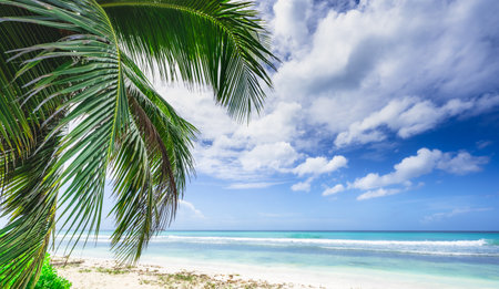coast beach caribbean calm water with palm tree dominican viewの写真素材
