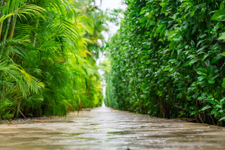 stone alley with tropical plants palm and hibiscus perspectiveの写真素材