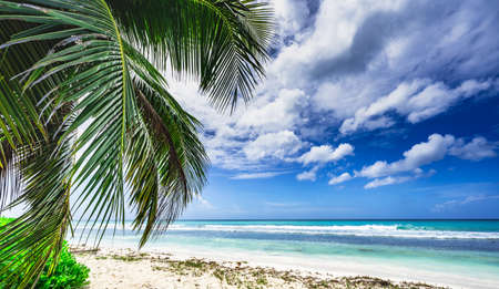 coast beach caribbean calm water with palm tree dominican viewの写真素材