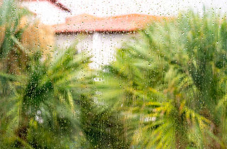tropical rainstorm wet glass palm trees backgroundの写真素材