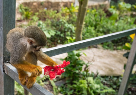 little squirrel monkey with orange legs in the park