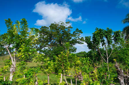 landscape green vegetation dominican republic. good weather dayの写真素材