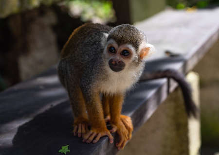little squirrel monkey with orange legs in the parkの写真素材