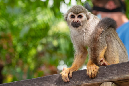 little squirrel monkey with orange legs in the park