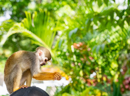 little squirrel monkey with orange legs in the park